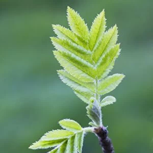 European Rowan - leaves