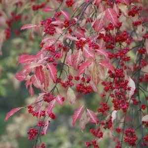 European Spindle - berries and leaves - autumn - Hessen - Germany European Spindle - berries and leaves - autumn - Hessen - Germany