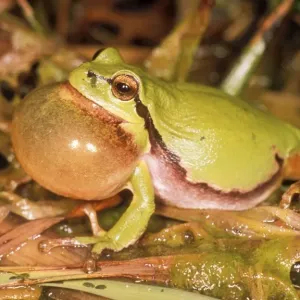 European Tree Frog USH 329 Calling Hyla arborea © Duncan Usher / ardea. com European Tree Frog USH 329 Calling Hyla arborea © Duncan Usher / ardea. com