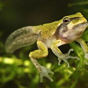 European Treefrog - between tadpole and frog - Switzerland