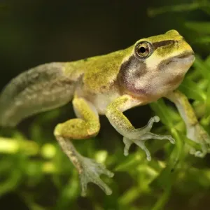 European Treefrog - between tadpole and frog - Switzerland European Treefrog - between tadpole and frog - Switzerland
