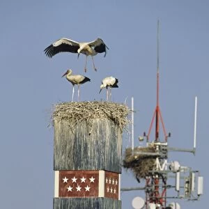 European White Stork - nest on Metro sign - Spain