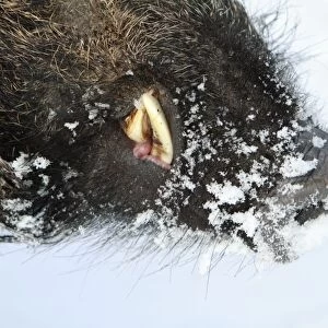 European Wild Pig / Boar - male - detailed study showing snout and tusks - in winter - Hessen- Germany