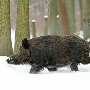 European Wild Pig / Boar - male running through snow covered forest - Hessen - Germany