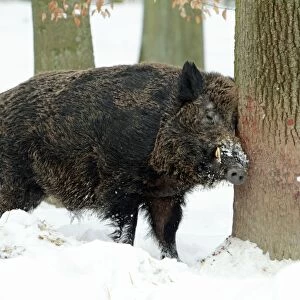 European Wild Pig / Boar - male scratching head against tree stem - in snow covered forest - Hessen - Germany