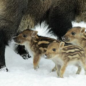 European Wild Pig / Boar - mother or sow with piglets - in winter - Hessen - Germany