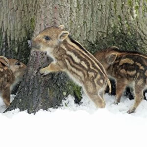 European Wild Pig / Boar - three piglets playing at base of tree stem - in winter - Hessen - Germany