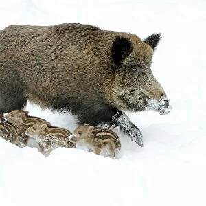 European Wild Pig / Boar - sow alert with piglets in snow - winter - Hessen - Germany