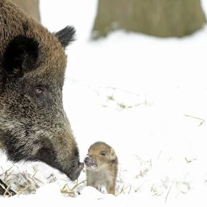 European Wild Pig / Boar - sow with baby piglet - winter - Hessen - Germany