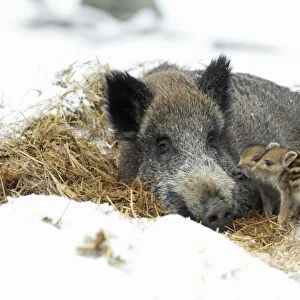 European Wild Pig / Boar - sow with baby piglets in straw nest - winter - Hessen - Germany