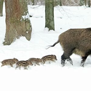European Wild Pig / Boar - sow leading her four piglets though snow covered forest - winter - Hessen - Germany