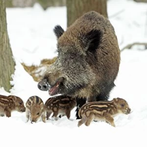 European Wild Pig / Boar - sow with piglets - winter - Hessen - Germany