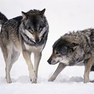 European Wolf - 2 animals in snow, one showing submissive behaviour, Bavaria, Germany