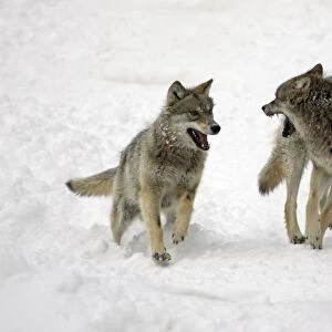 European Wolf - 2 young animals chasing each other through snow, playing, winter Bavaria, Germany