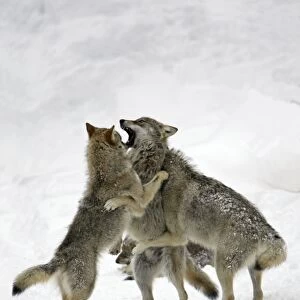 European Wolf - 3 young animals playing in snow, winter Bavaria, Germany