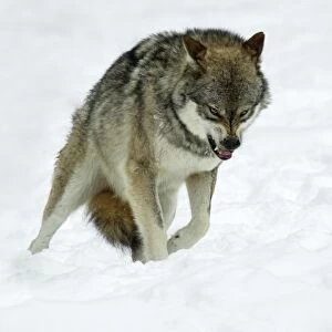 European Wolf- animal snarling to other pack memebers in snow, rank dispute Bavaria, Germany