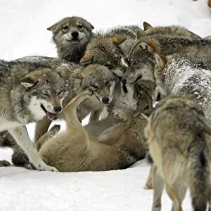 European Wolf- animals showing respect to female alpha wolf, social behaviour within pack, winter Bavaria, Germany
