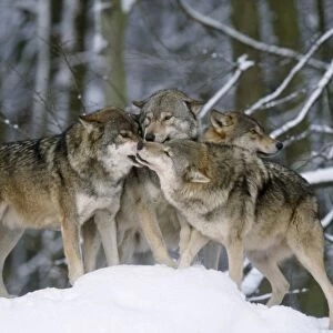 European Wolf - group in snow, one in submissive post