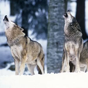European Wolf - howling, social contact / behaviour