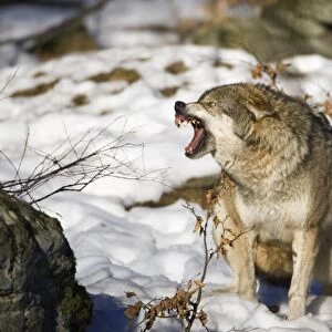 European Wolf - in snow, snarling, Bavaria, Germany