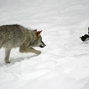European Wolf - young animal chasing magpie in the snow, winter Bavaria, Germany