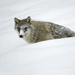 European Wolf - young animal with face covered in snow, winter Bavaria, Germany