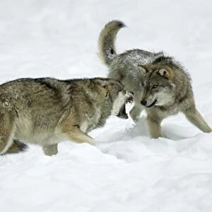 European Wolf - young wolf confronting rank weakest animal, pack dispute Bavaria, Germany