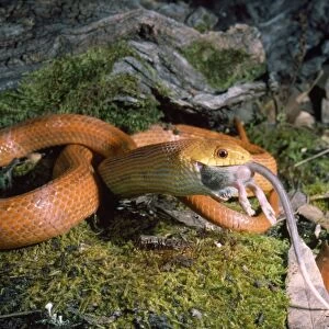 Everglades / Orange Rat Snake - with rat prey in mouth
