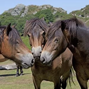 Three Exmoor ponies having discussion Valley of the Rocks Exmoor North Devon UK