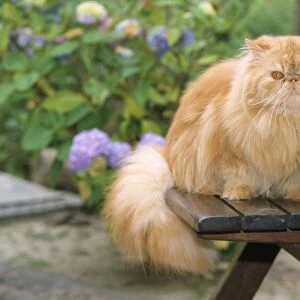 Exotic Red Persian Cat