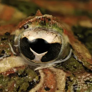 eye of Ornate Horned Frog Argentinean Horned Frog - Argentina eye of Ornate Horned Frog Argentinean Horned Frog - Argentina