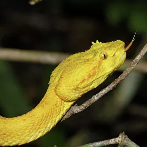 Eyelash Pit Viper, yellow coloration Cahuita N. P. Costa Rica