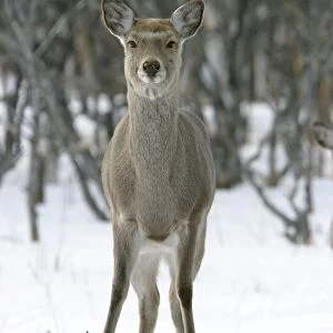 Ezo's Sika Deer Hokkaido. Japan