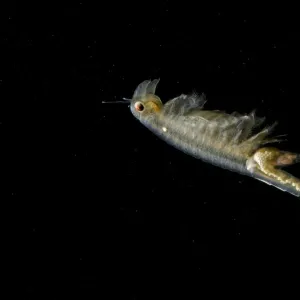 Fairy Shrimp - female showing eggs within