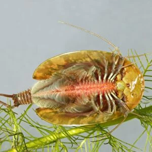Fairy / Tadpole Shrimp. Triops cancriformis existed in the Triassic period, 220 millions years ago and has not changed in appearance. It is the oldest known living animal species in the world