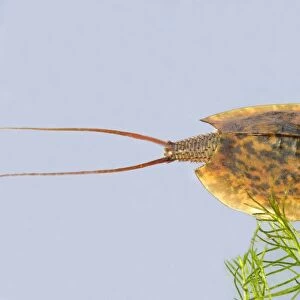 Fairy / Tadpole Shrimp. Triops cancriformis existed in the Triassic period 220 millions years ago and has not changed in appearance. It is the oldest known living animal species in the world