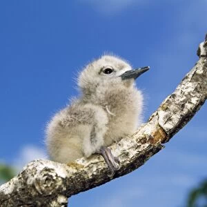 Fairy Tern - chick on branch