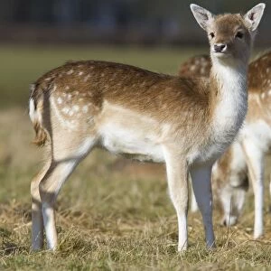 Fallow Deer - alert looking doe - Wiltshire - England - UK