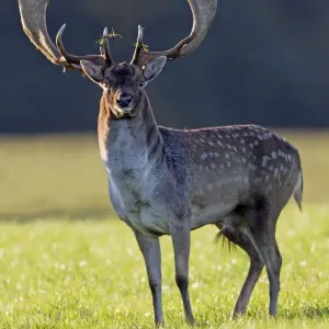 Fallow Deer - buck alert during the rut - Seeland - Denmark