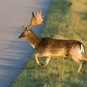 Fallow Deer - buck crossing road - Seeland - Denmark