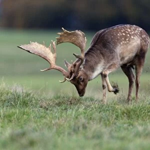 Fallow Deer - buck pawing the ground with hoof - during the rut - Seeland - Denmark