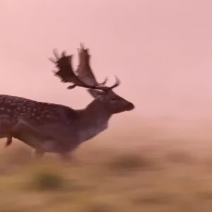 Fallow Deer - buck running across a meadow at dawn - during the rut - Seeland - Denmark Fallow Deer - buck running across a meadow at dawn - during the rut - Seeland - Denmark