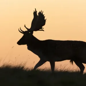 Fallow Deer - buck as silhouette moving along horizon at dusk - during the rut - Seeland - Denmark Fallow Deer - buck as silhouette moving along horizon at dusk - during the rut - Seeland - Denmark