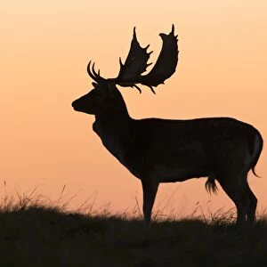 Fallow Deer - Buck as silhouette standing on horizon at dusk - during the rut - Seeland - Denmark