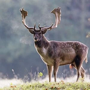 Fallow Deer - buck standing alert - early morning - during the rut - Seeland - Denmark