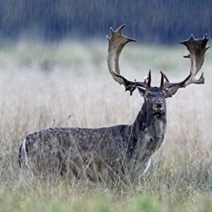 Fallow Deer - buck standing alert in the rain - during the rut - Seeland - Denmark