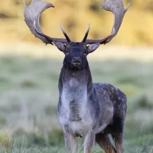 Fallow Deer - buck standing alert - during the rut - Seeland - Denmark