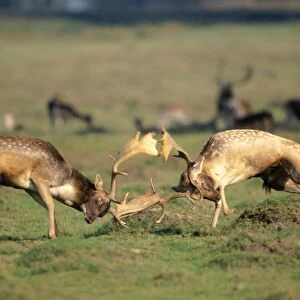 Fallow Deer - bucks fighting during Rut