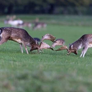 Fallow Deer - two bucks fighting - during the rut - Seeland - Denmark