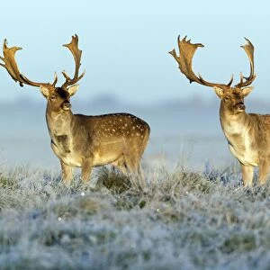 Fallow Deer - bucks - two standing alert on frost covered meadow - at dawn - during the rut - Seeland - Denmark